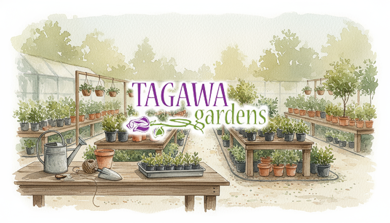 nursery-tagawa
