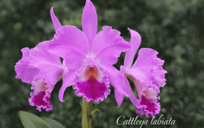The Enchanting Cattleya labiata