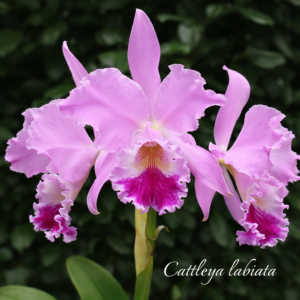 Cattleya labiata