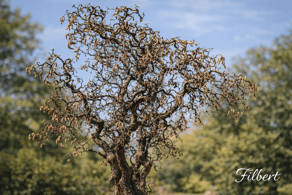 Filbert