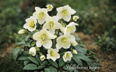 Helleborus niger the Christmas Rose