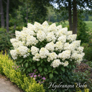 Hydrangea Bobo blooms