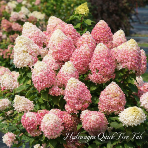 Hydrangea Quick Fire Fab