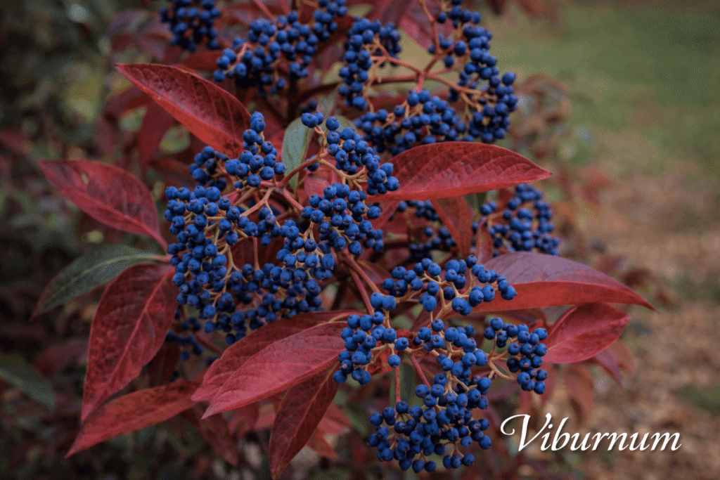 Viburnum