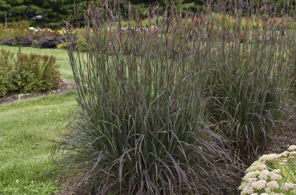 andropogon blackhawks