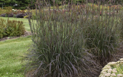 ‘Blackhawks’ Big Bluestem Named Perennial Plant of the Year (2026)