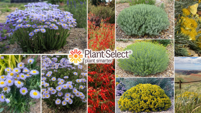 nursery-plantselect