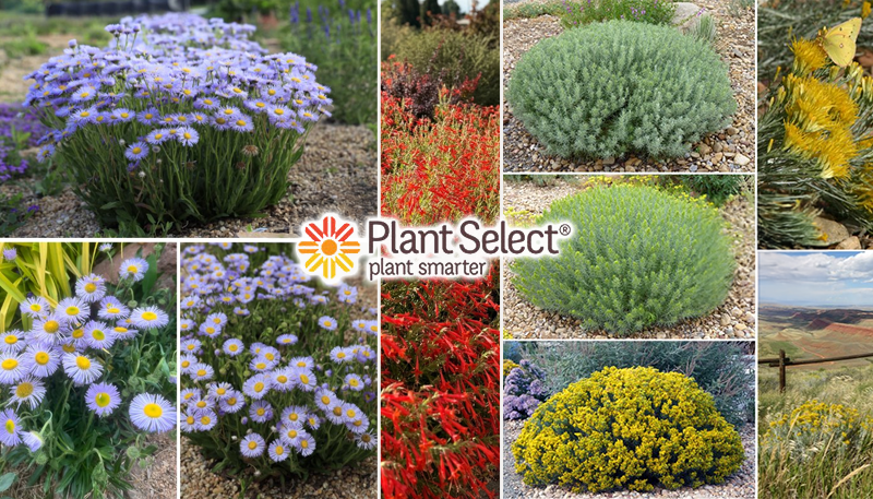 nursery-plantselect