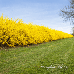 Forsythia Hedge