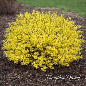 - Garden Wise Guy Forsythia dwarf
