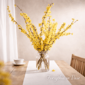 Forsythia in Vase