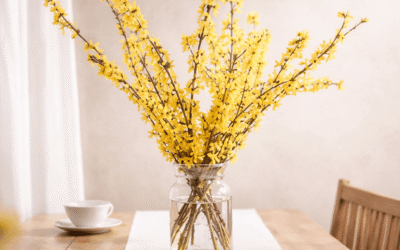Forsythia: Colorado’s First Sign of Spring | Garden Wise