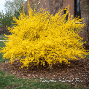 Forsythia natural form
