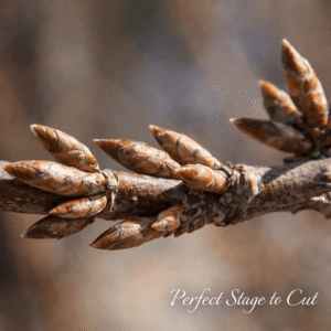 Perfect stage to cut for forcing indoors