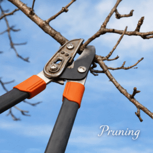Pruning