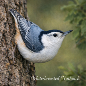 White-breasted Nuthatch on tree bark