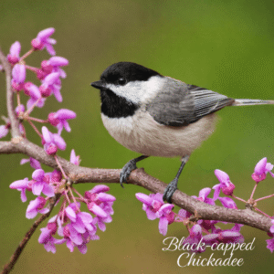 black-capped-chickadee