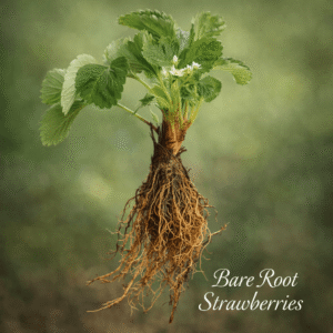 Bare root strawberries