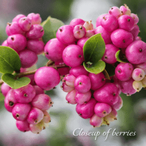 Closeup of berries