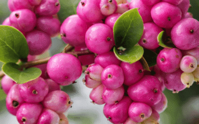 Coralberry Plant Profile, How to Grow Coralberry in Colorado