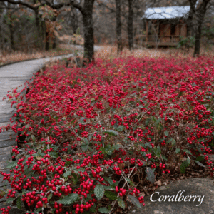 Coralberry