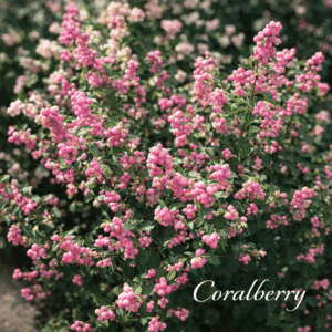 Coralberry