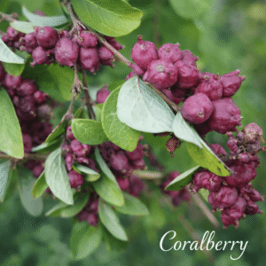Coralberry