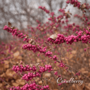 Coralberry