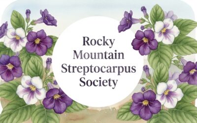 Rocky Mountain Streptocarpus Society