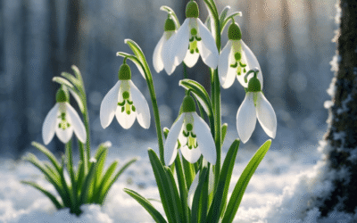 Snowdrops (Galanthus), The Tough Little Bulb That Laughs at Winter