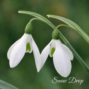 Snowdrops