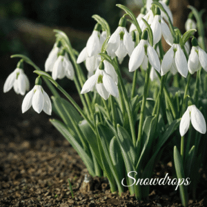 Snowdrops