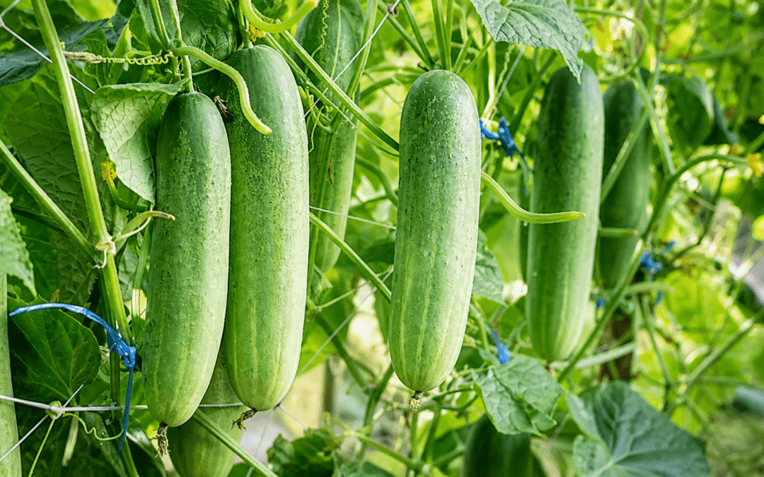 growing cucumbers in containers