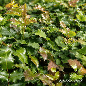 Glossy, holly-like evergreen leaves