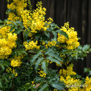 Yellow flower clusters in mid to late spring