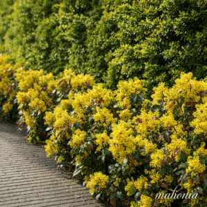 A narrow hedge