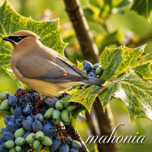 Berries for robins, waxwings, and other birds