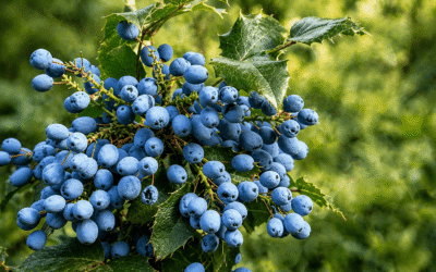 Oregon Grape Holly Plant Profile, Care, Varieties Guide