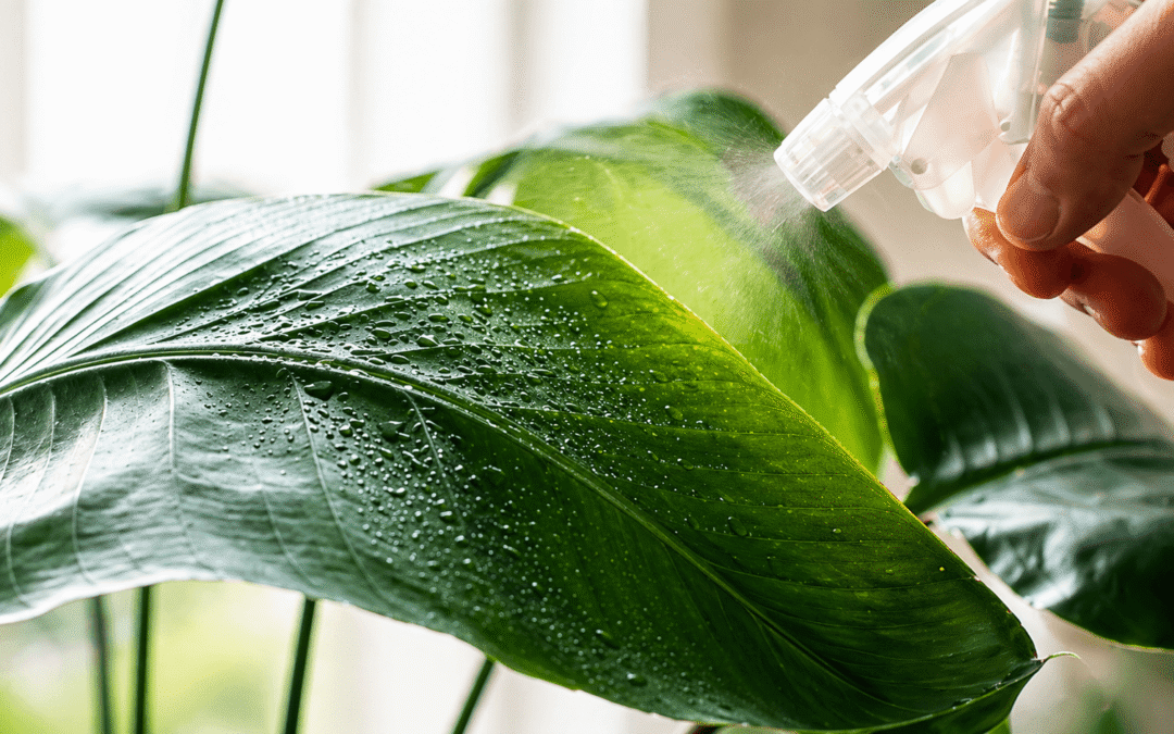 Hand spraying a plant leaf with a misting bottle, water droplets on the glossy green leaves