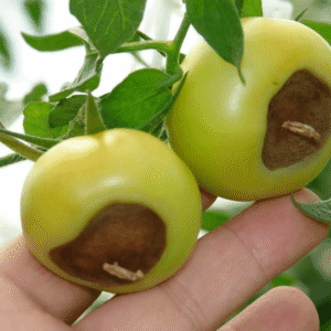 Two green plums with brown centers held on a finger among green leaves.