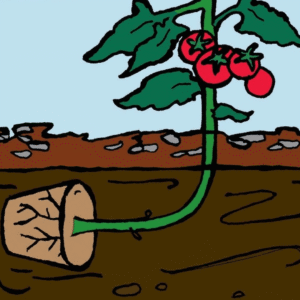 Cartoon tomato plant growing from a cut root in soil, with a green stem, leaves, and red cherry tomatoes against a blue sky background.