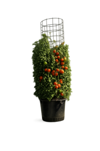 Tall tomato plant topiary in a black pot with a circular wire trellis, showing red and green tomatoes on the vines.