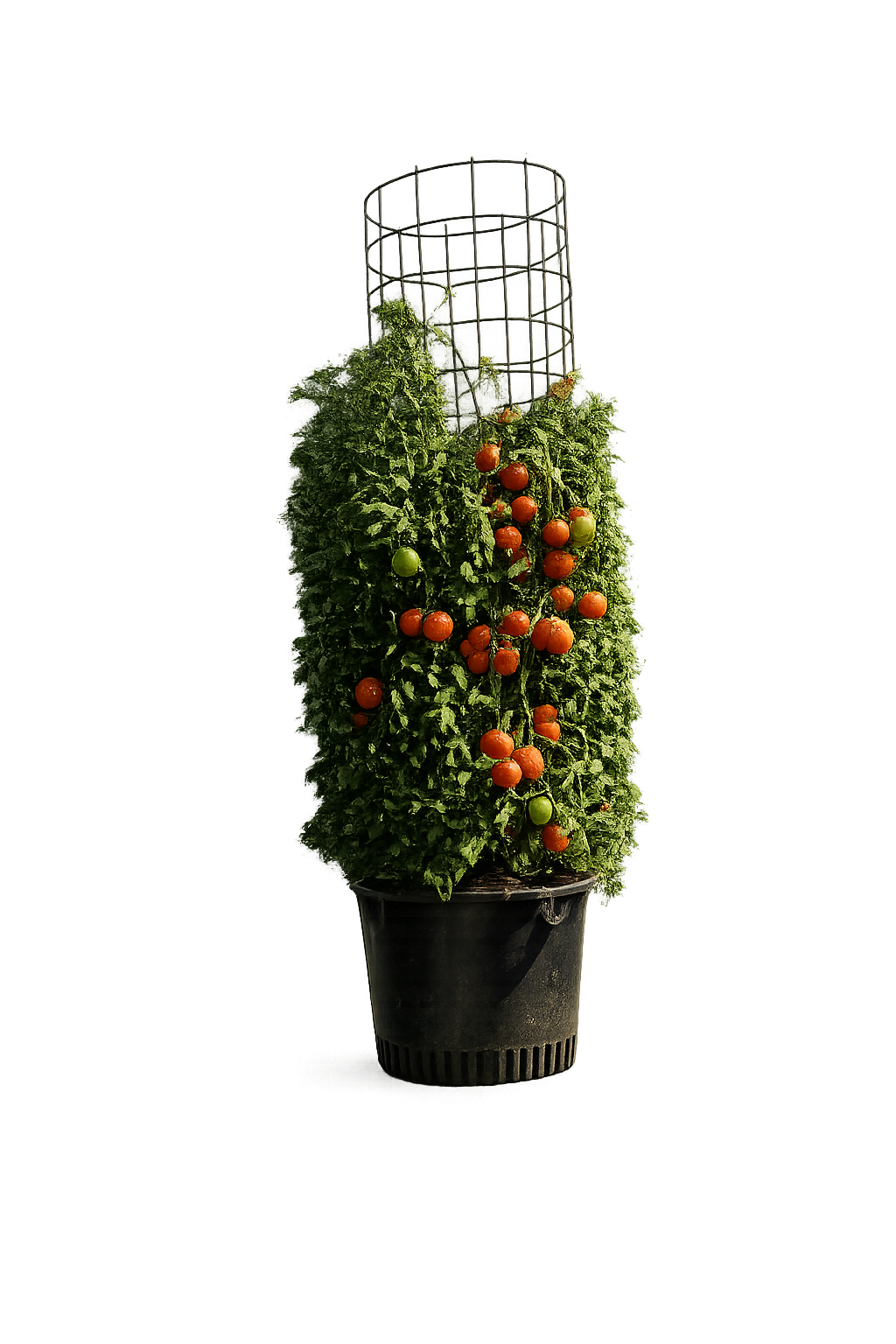 Tall tomato plant topiary in a black pot with a circular wire trellis, showing red and green tomatoes on the vines.