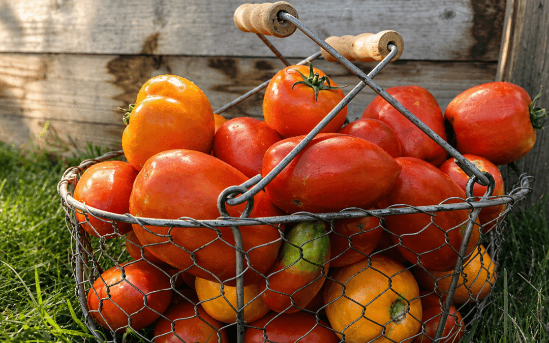 Wire basket filled with ripe red tomatoes outdoors on grass with a weathered wooden background.