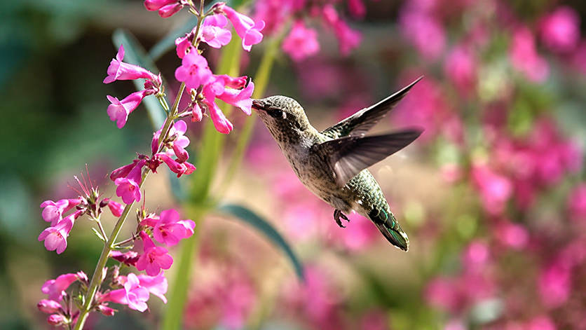 Penstemons
