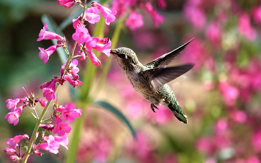 Penstemons