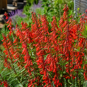 Penstemons