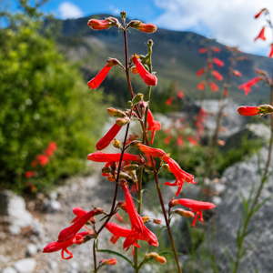 Penstemons