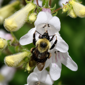 Bumblebee on a white bloom collecting nectar with yellow buds around it on a green background.