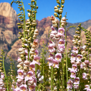 Penstemons